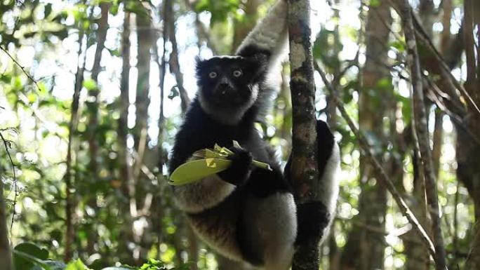 狐猴的Cinemagraph (Indri lemur