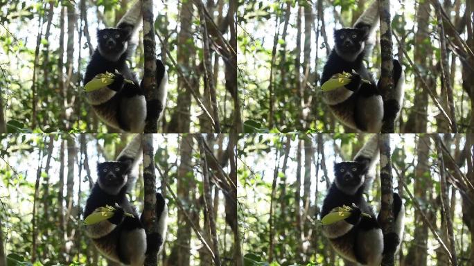 狐猴的Cinemagraph (Indri lemur
