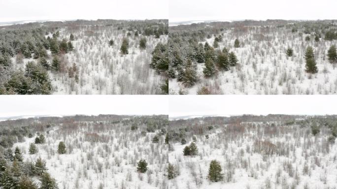 航拍视频，在白雪覆盖的各种树木的森林上飞行四轴飞行器