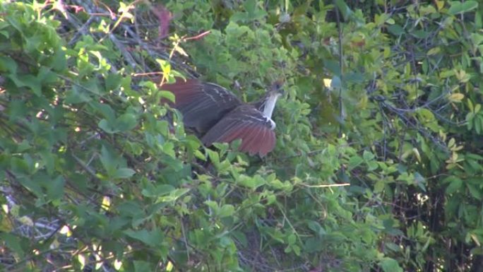 Hoatzin，Canje Pheasant，巴西: 死者河，新谷河，潘塔纳尔河，马托格罗索河，亚马