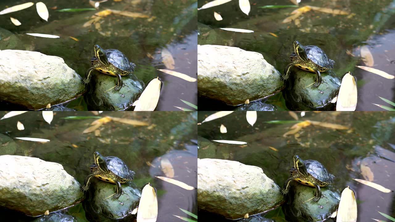 乌龟坐在水中的石头上4k慢动作60fps