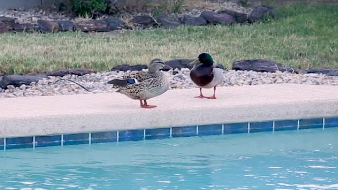 游泳池里的野鸭