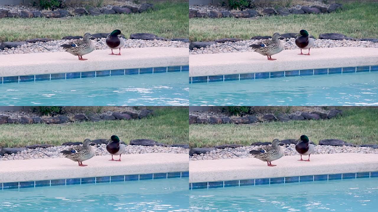 游泳池里的野鸭