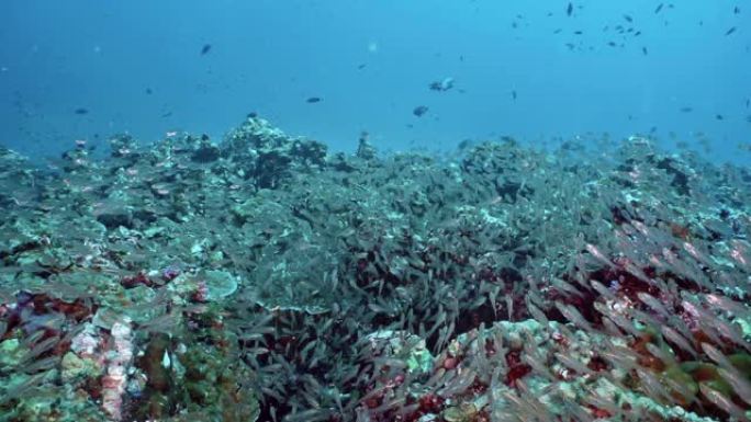 水下珊瑚礁上的大型玻璃鱼浅滩 (Parambassis ranga) 食物链