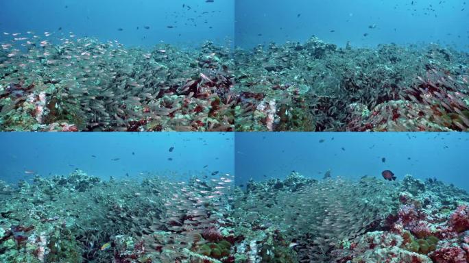 水下珊瑚礁上的大型玻璃鱼浅滩 (Parambassis ranga) 食物链