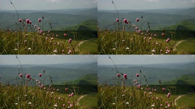 在丘陵和高原的背景下，在山坡上拍摄紫色花朵的特写镜头。在山里徒步旅行。轻风撼草野花
