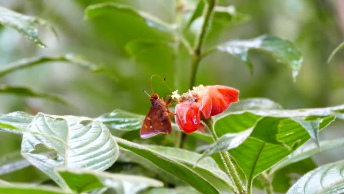 蝴蝶在移动长鼻时以红色花朵为食