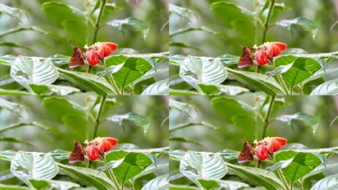 蝴蝶在移动长鼻时以红色花朵为食