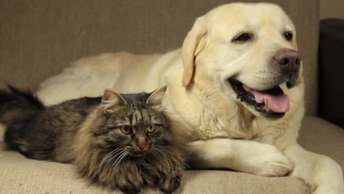 黄色拉布拉多犬和虎斑猫