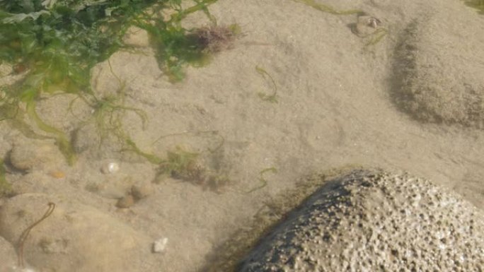 海洋浅水Pagurus bernhardus和其他生物快速移动4K