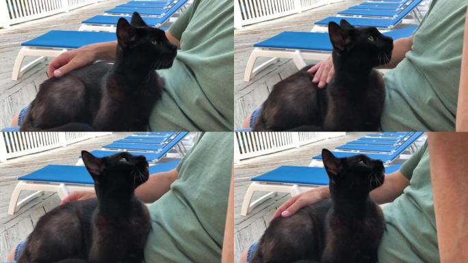 手持特写镜头，一只黑猫在男人的腿上被抚摸