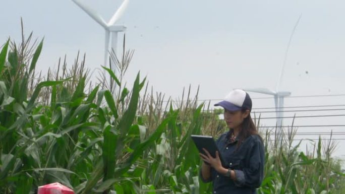 在风车附近的玉米农场使用数字平板电脑的女农民