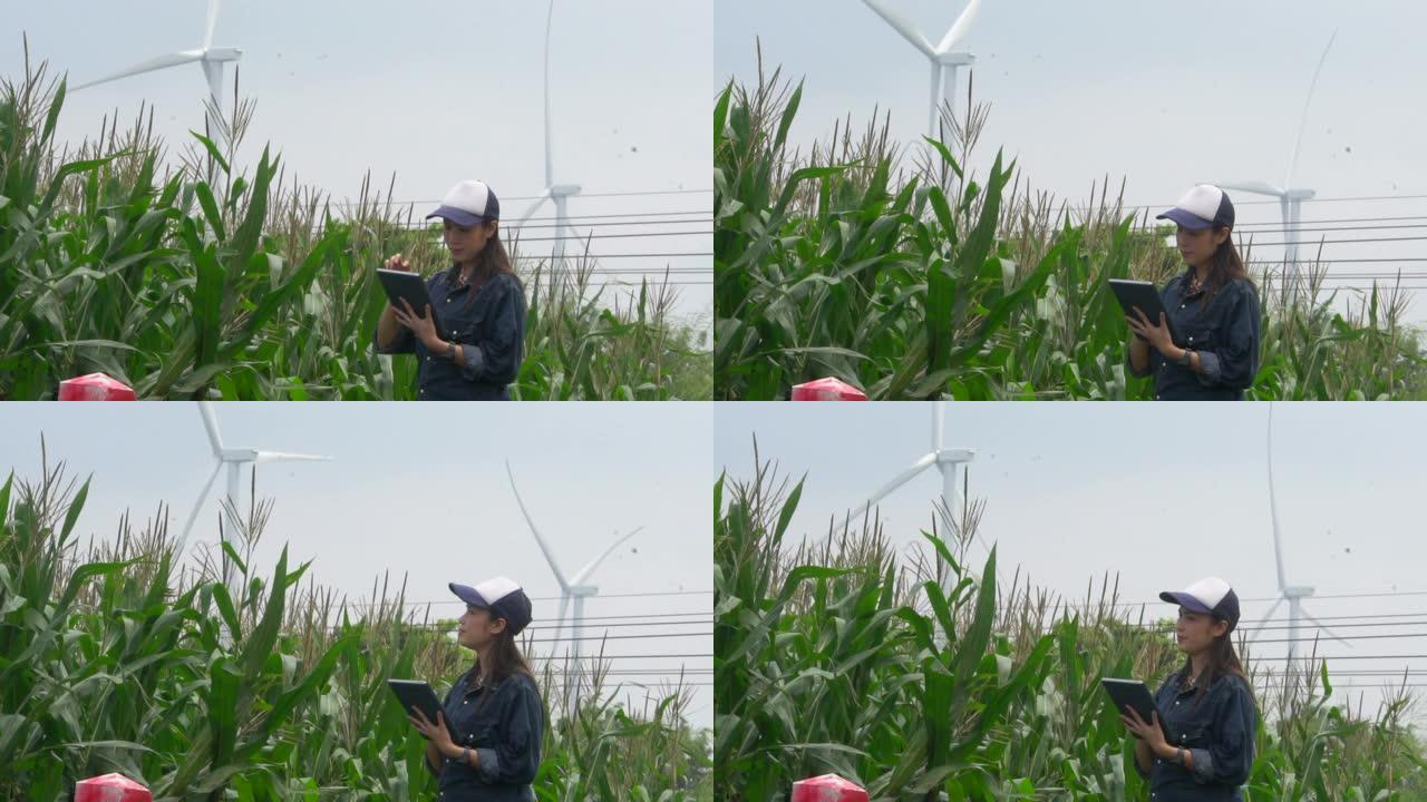 在风车附近的玉米农场使用数字平板电脑的女农民