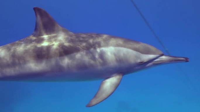 海豚的彩色水生背景。