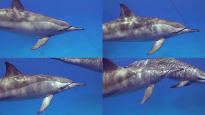 海豚的彩色水生背景。