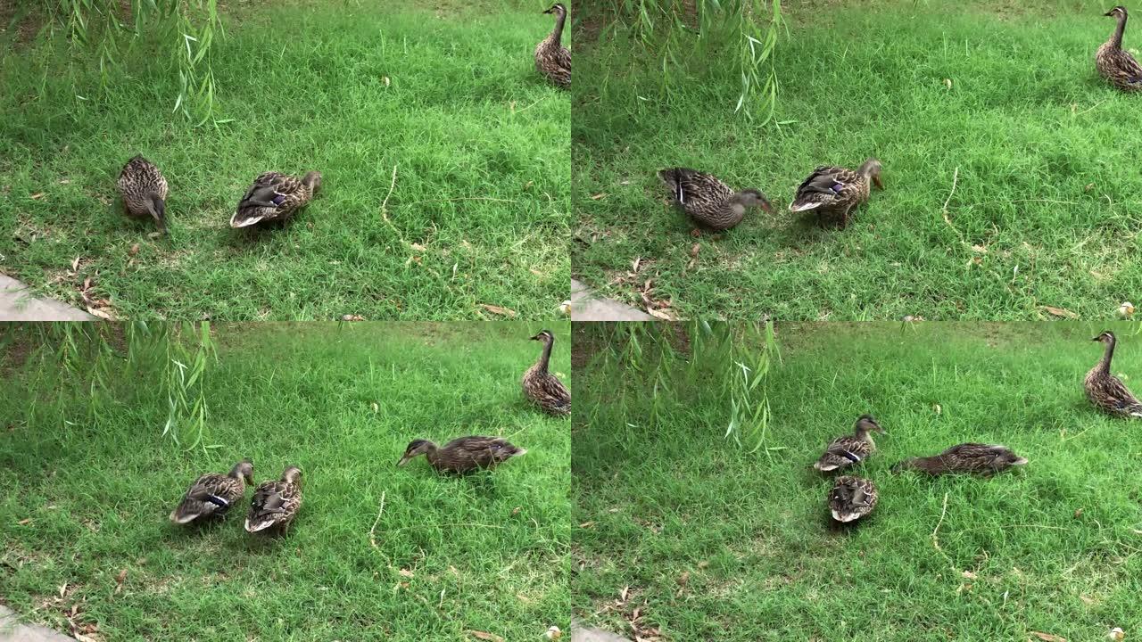 鸭子在绿草丛中搜寻食物