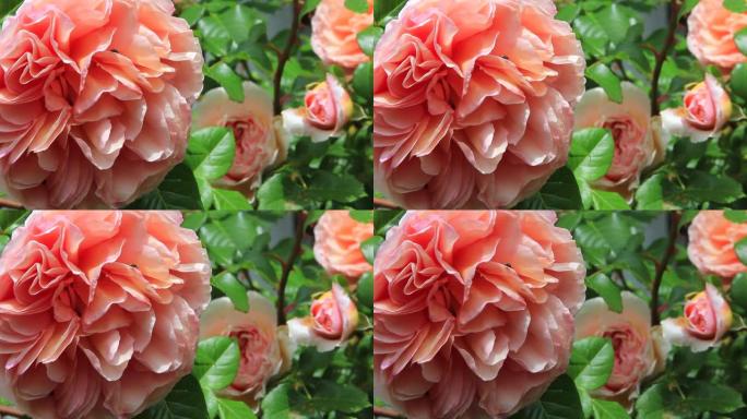 花园里盛开的玫瑰粉色花