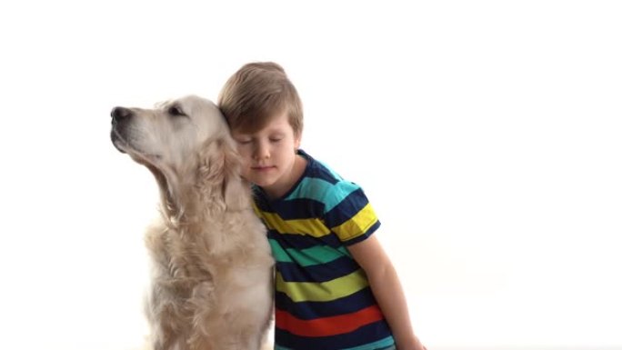 对宠物的关心和爱。工作室里的小男孩在白色背景上与一只金毛寻回犬大狗合影