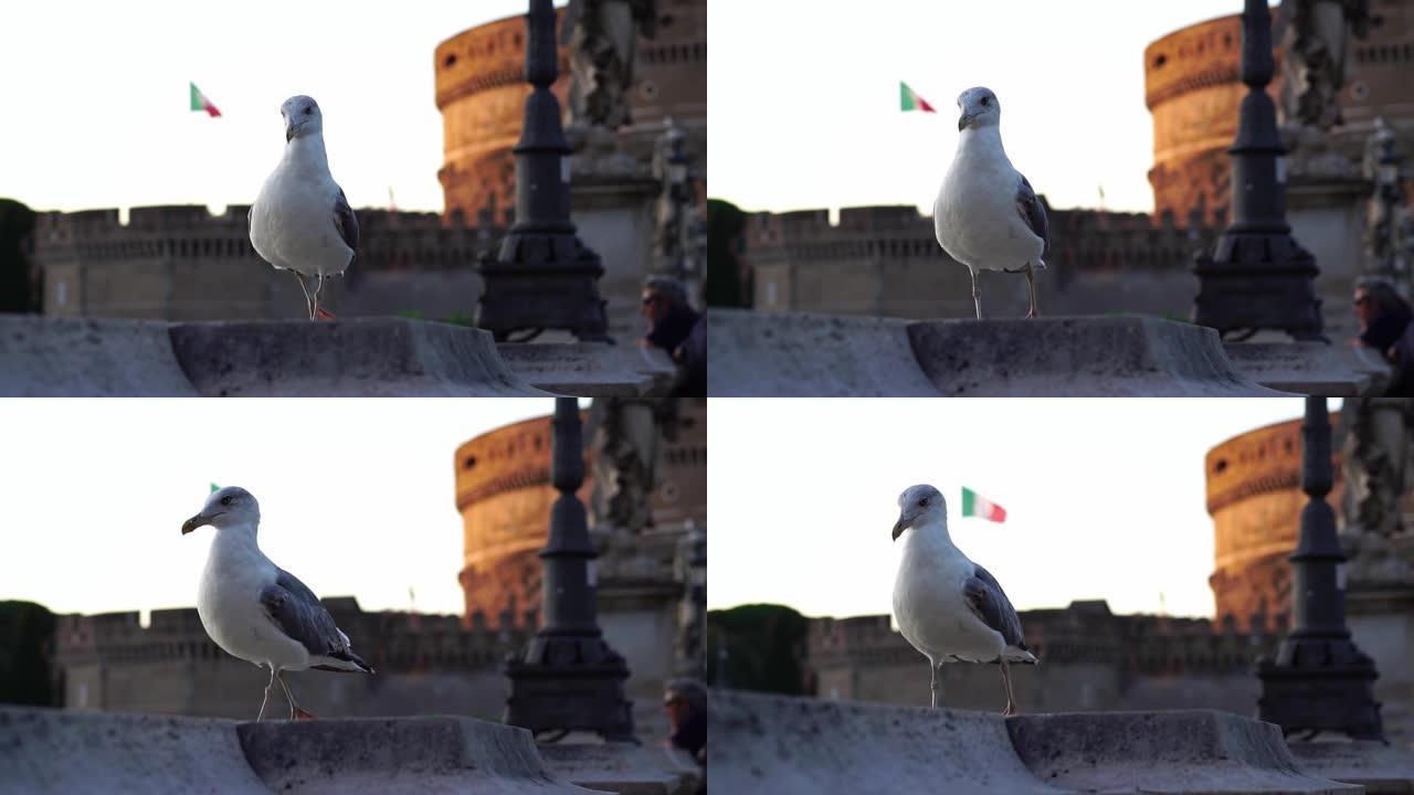 海鸥鸟，意大利罗马梵蒂冈圣安吉洛桥上的意大利国旗。