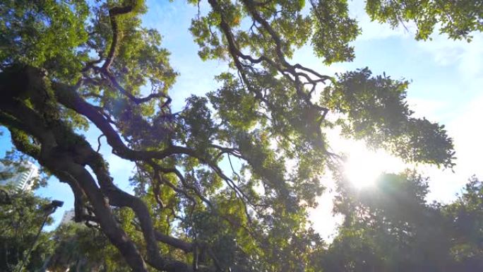 太阳透过巨树条约橡树杰克逊维尔慢动作窥视