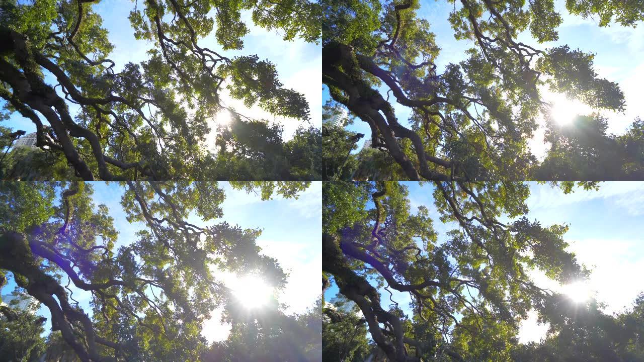 太阳透过巨树条约橡树杰克逊维尔慢动作窥视