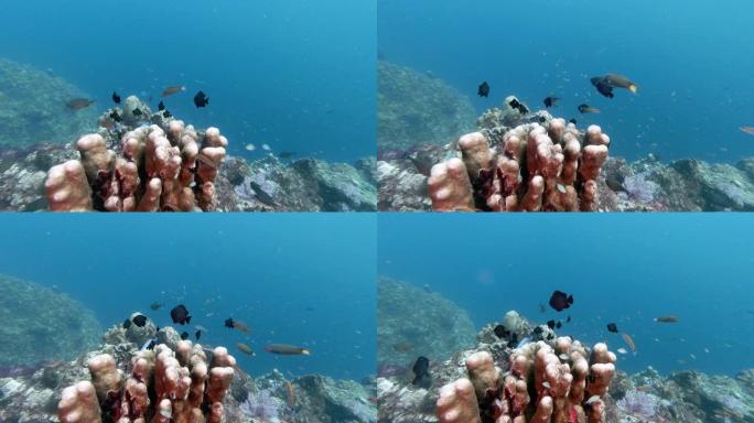 在Porites珊瑚礁上定居的少女鱼群 (Dascyllus carneus)