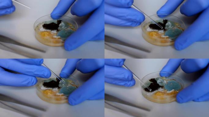 科学家分析细菌培养。特写。化学实验室细菌培养皿。用蓝色手套握住带有霉菌和细菌菌落的培养皿。科学专业嫁