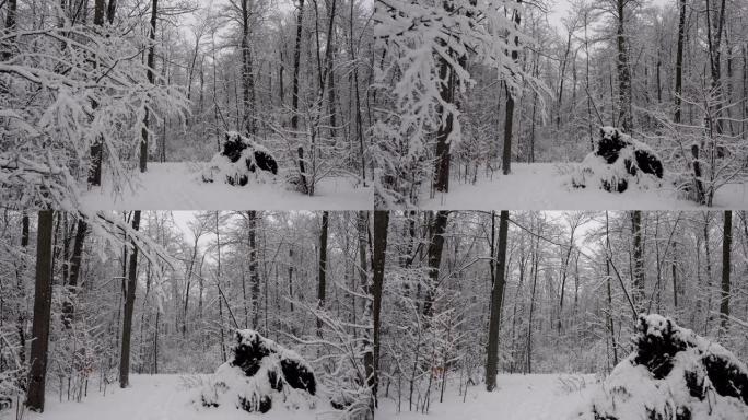 走在森林里的雪道上。