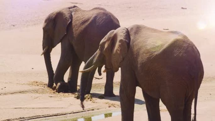 一对成年大象在干旱期间从挖的洞中喝水并向他们的身体泼水。非洲野生动物园。红色相机，慢动作。