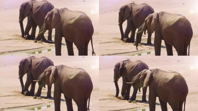 一对成年大象在干旱期间从挖的洞中喝水并向他们的身体泼水。非洲野生动物园。红色相机，慢动作。