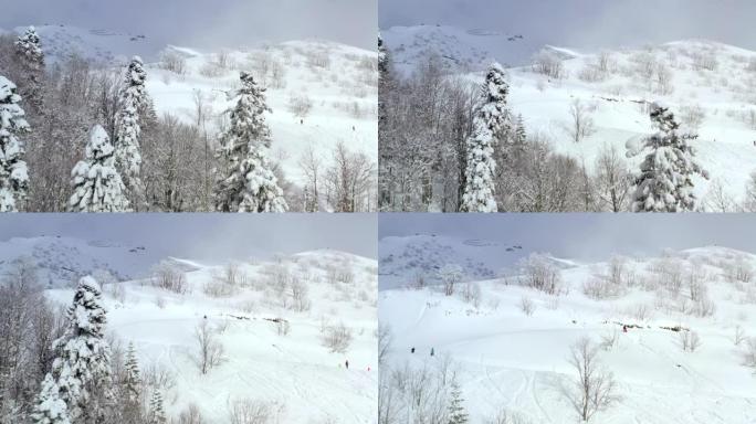 鸟瞰冬山雪树。无人机景观滑雪者骑在野山雪坡上的滑雪板上。冬季度假胜地雪山上的运动员滑雪板