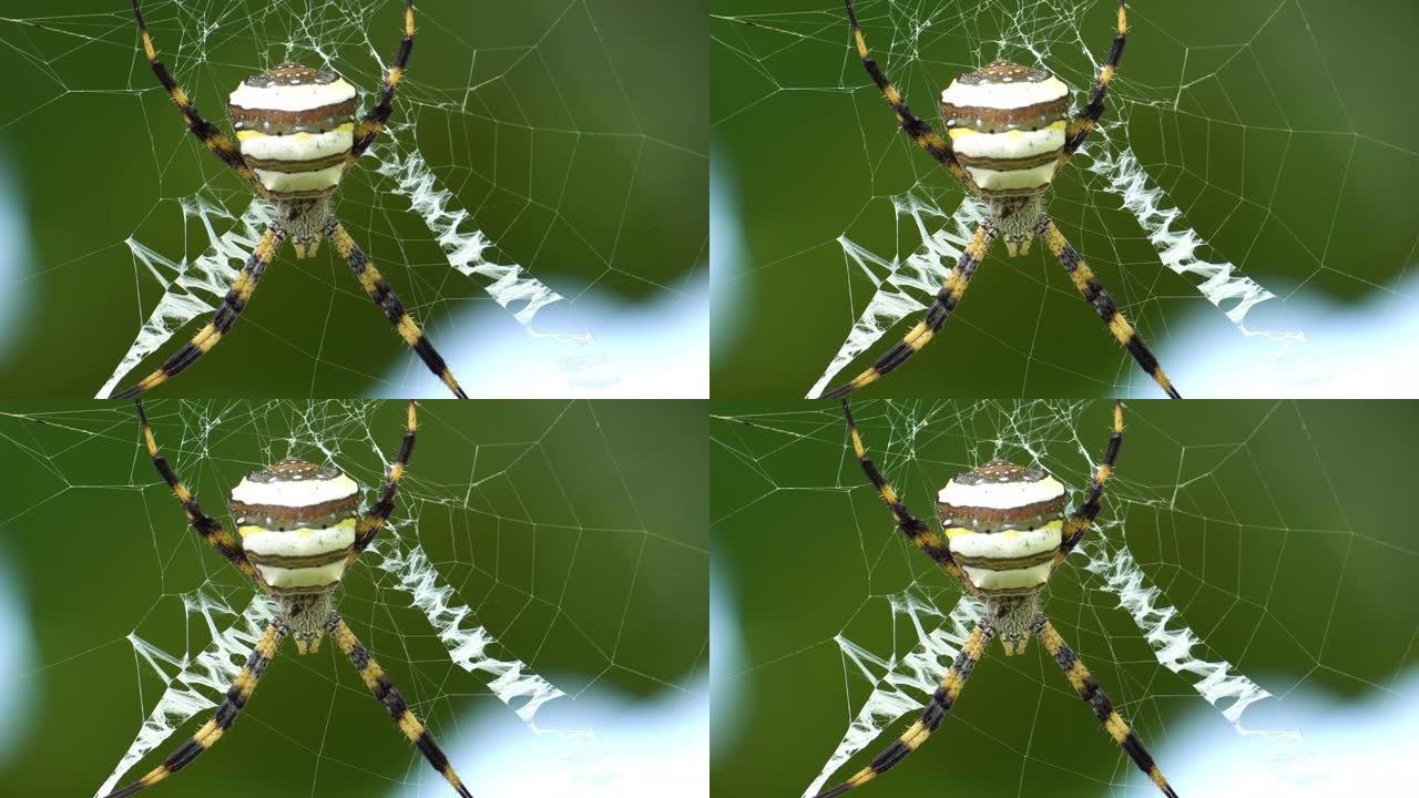 银色Argiope蜘蛛