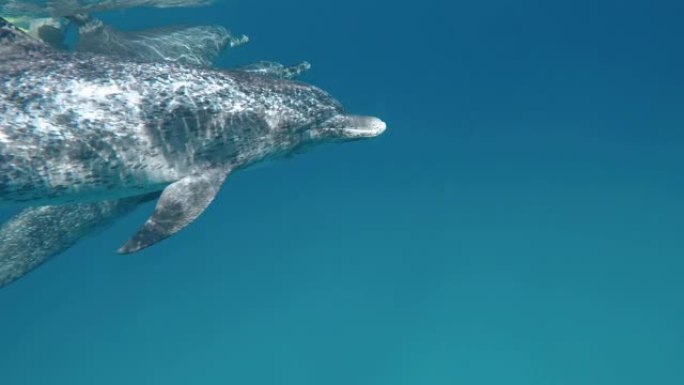 海豚在水下游泳特写展示游泳游鱼
