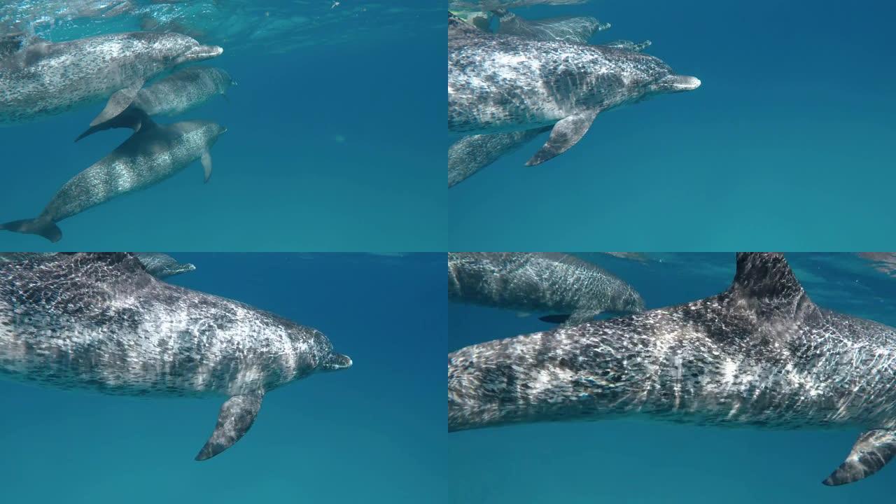 海豚在水下游泳特写展示游泳游鱼