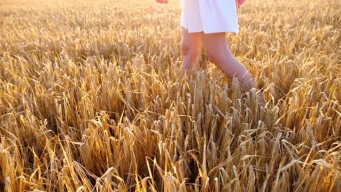 穿着白色连衣裙的女人的纤细腿穿过黄色麦田。晴天，雌脚踩在大麦茎中。年轻无忧无虑的女士在风景优美的自然