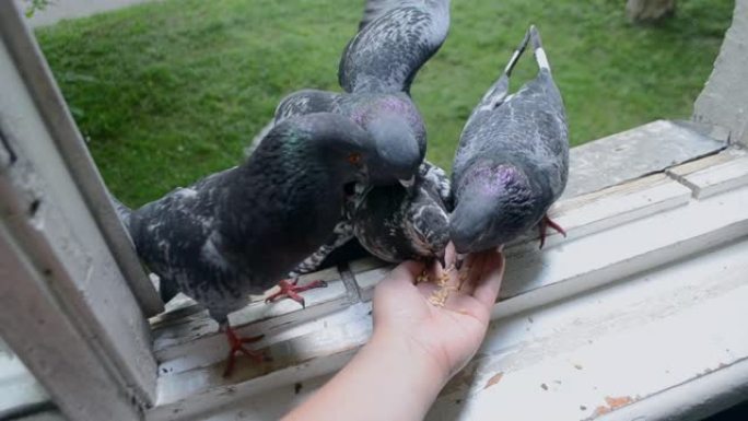 夏天用手喂鸟鸽子。