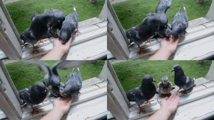 夏天用手喂鸟鸽子。