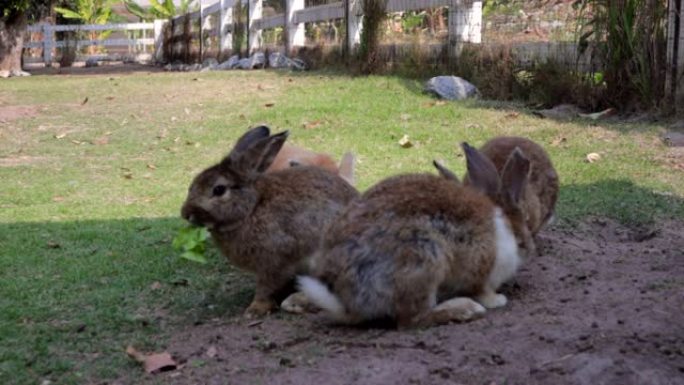 四只兔子