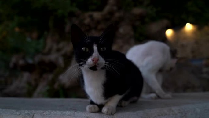 城市人行道上无家可归的野猫