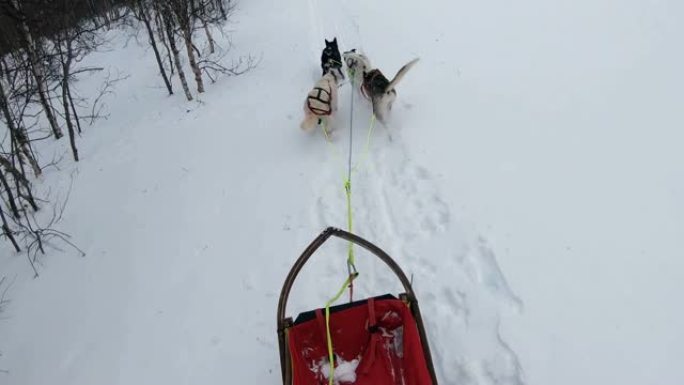 一名男子在北极的特罗姆瑟附近驾驶狗拉雪橇的POV