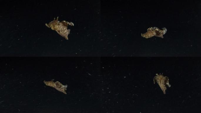海兔在夜间迅速游到水面下。裸枝或海参斑驳的海参或乌黑的海参 (Aplysia fasciata)。水