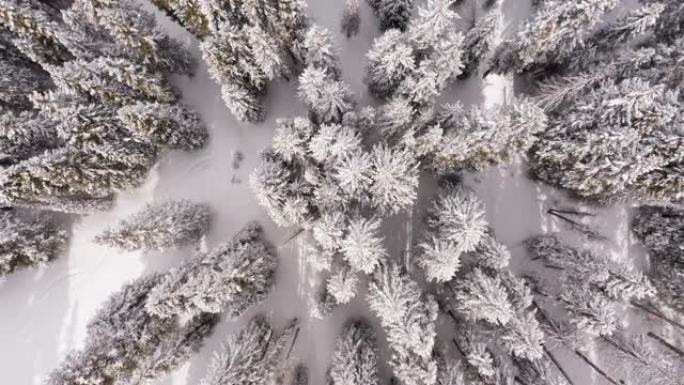 冬季空中自上而下的松树