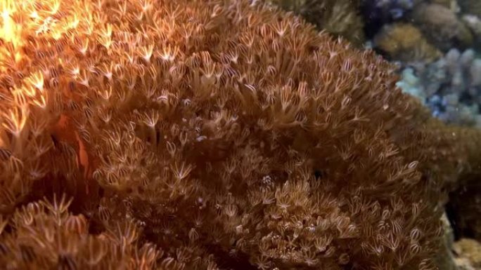 水下软珊瑚息肉
