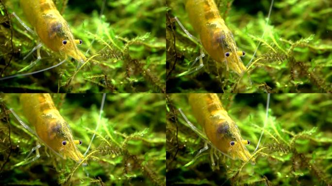 在苔藓，新果，头和触须中吃虾