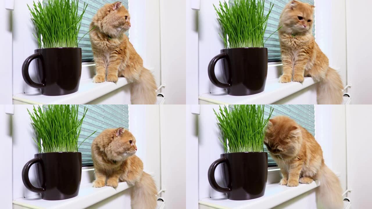 宠物猫在窗户附近吃新鲜的草