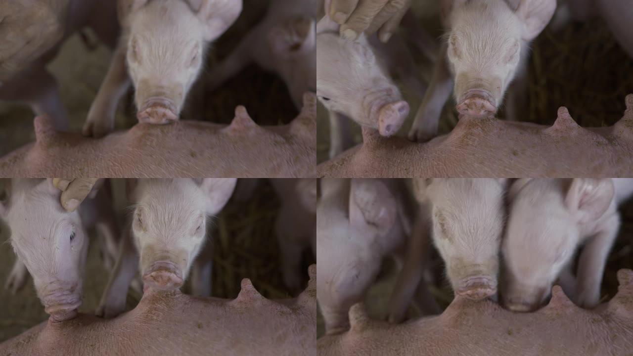 小猪在农场喝母乳养殖的猪小猪仔工业化养殖