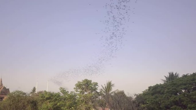 空中无人机拍摄了成群的蝙蝠在树上飞行
