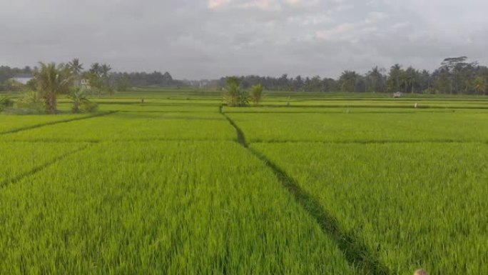 一个小男孩走过美丽稻田的空中镜头。前往东南亚概念