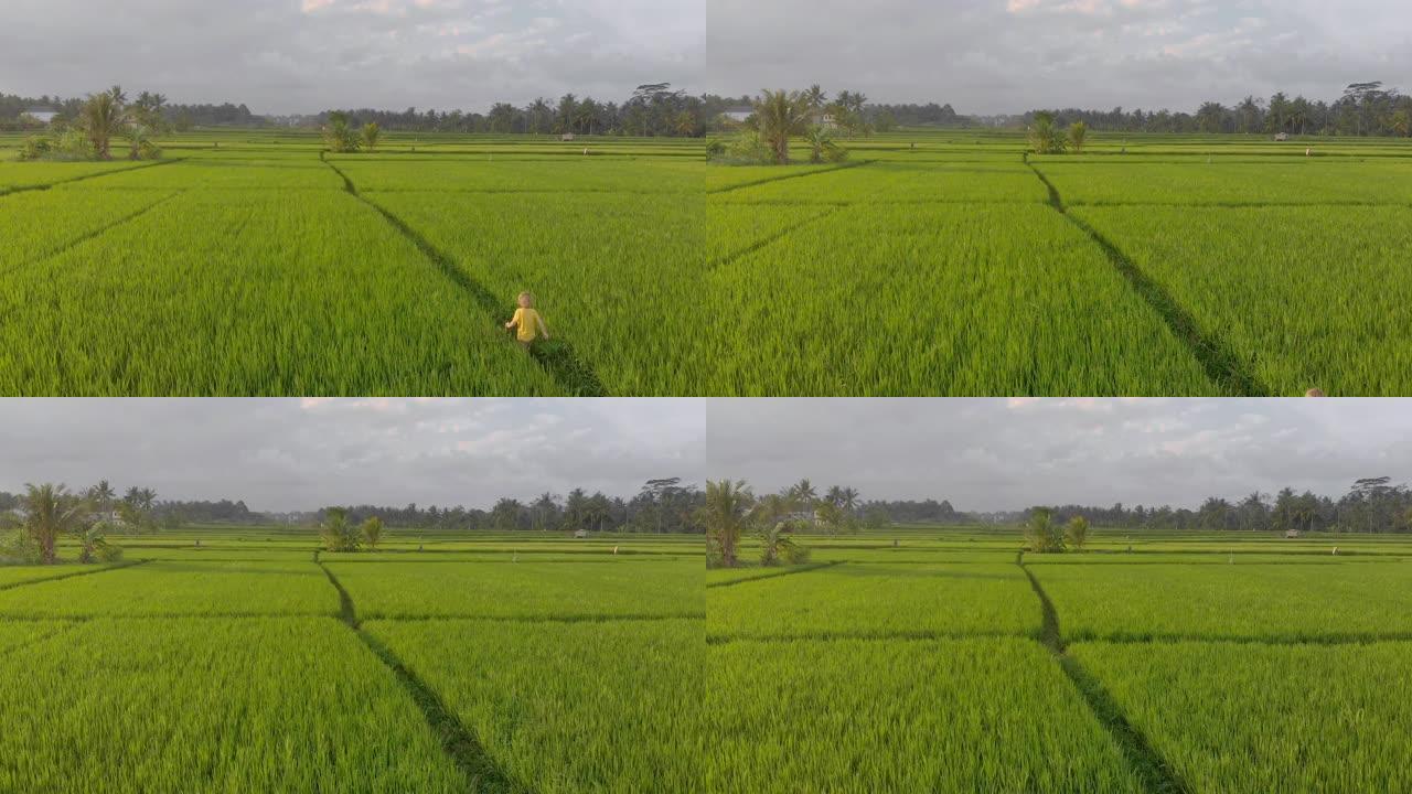 一个小男孩走过美丽稻田的空中镜头。前往东南亚概念