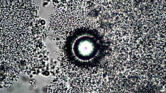 显微镜中的抽象圆形物体调焦